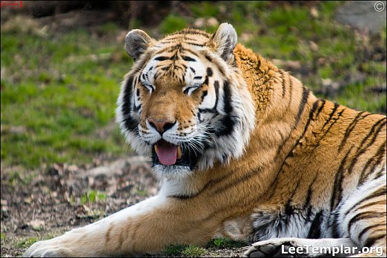 happy-tiger
