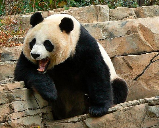 laughing-panda