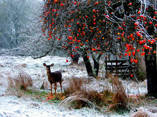 Many songs about seasons evoke powerful imagry (image from Jan Tik on Flickr)
