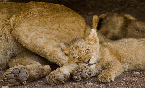 Nothing but zzzzzzs! (image from wwarby on Flickr)